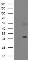 SPR Antibody