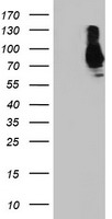 SAMHD1 Antibody
