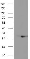 RABL2A Antibody