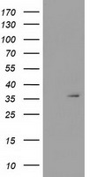 SDR O Antibody