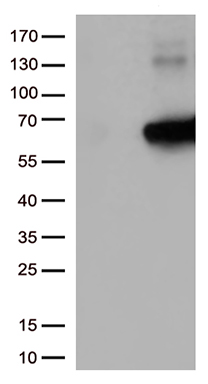 KEAP1 Antibody