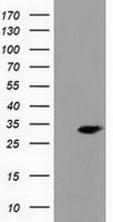 PECR Antibody