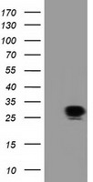 SPR Antibody