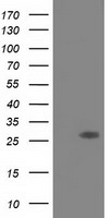 SPR Antibody