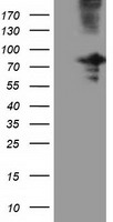 OSBPL11 Antibody