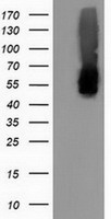CALCOCO2 Antibody