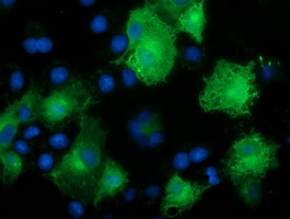 CALCOCO2 Antibody