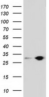 SPR Antibody