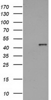 HAO1 Antibody