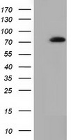 SAMHD1 Antibody