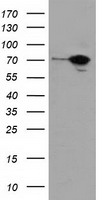 SAMHD1 Antibody