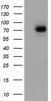 SAMHD1 Antibody