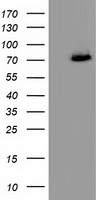 PPWD1 Antibody