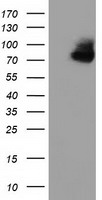 OSBPL11 Antibody
