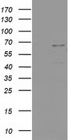 SHP2 Antibody
