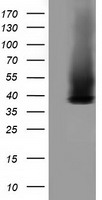 Growth Arrest Specific Protein 7 Antibody