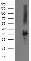 PYCR2 Antibody