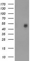 Bestrophin 3 Antibody