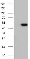 RNH1 Antibody