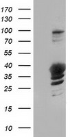 Growth Arrest Specific Protein 7 Antibody