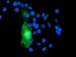 Growth Arrest Specific Protein 7 Antibody