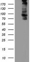 ALDH1L1 Antibody