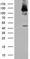 MICAL1 Antibody