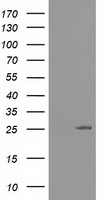 AK3 Antibody
