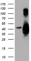 Growth Arrest Specific Protein 7 Antibody