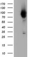 PIK3AP1 Antibody