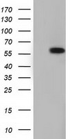 TCP11L2 Antibody