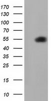 SMAD2 Antibody