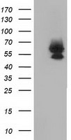 Bestrophin 3 Antibody
