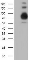 PIK3AP1 Antibody