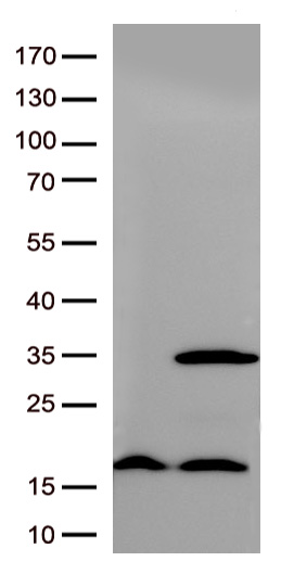 RIT2 Antibody