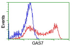 GAS7 Antibody