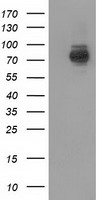 PIK3AP1 Antibody