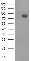 PIK3AP1 Antibody