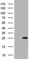 GSTA4 Antibody