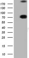 ARHGAP25 Antibody