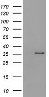 SDR O Antibody