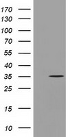 GGPS1 Antibody