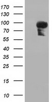 PIK3AP1 Antibody
