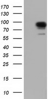 PIK3AP1 Antibody