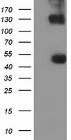 KIST Antibody