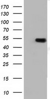 TUBA3E Antibody
