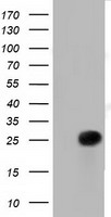 RIT2 Antibody