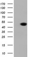 DNAJA2 Antibody