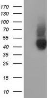B7-1 Antibody