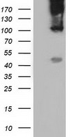 B7-1 Antibody
